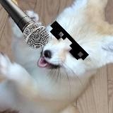 Fennec Forecast!!