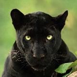 Black Panther / Bets