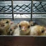 Воскресенский инкубаторий, инкубационное яйцо и вся сх птица !