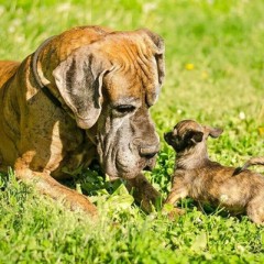 Семейный чат питомника "Адамант Дог" 🐶