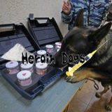 Heroin Dogs