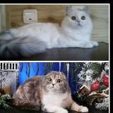 Cattery Sckotish and Highland fold and strait SMIT CATS