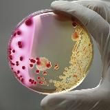 Микробиология - изучаем вместе