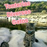 Tonterias varias gatos grupo