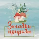ЗАГАДКИ ПРИРОДЫ / 📩 ЧАТ/ ЕЖОВИК | КОРДИЦЕПС | ЛИСИЧКА | ЧАГА БЕРЕЗОВАЯ
