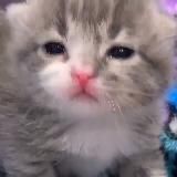 Грустные коты на каждый день
