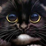 Cats vs the world