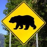 Медведи на улицах • Travel Blog