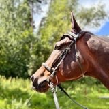 Dressage chat (and jumping too)