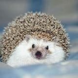 Ёжики | Beautiful Hedgehogs