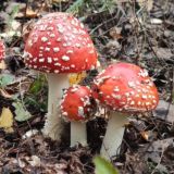 Mukhomoroff chat 🍄
