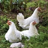 Russian_Chicken