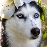 North Yuki Husky