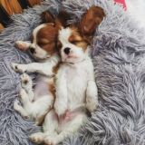 Кавалер Кинг Чарльз спаниель/Cavalier King Charles Spaniel