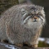 MANUL Blog