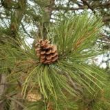 Research Pine (RPine.xyz)