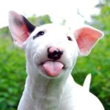 ФОРУМ БУЛЬТЕРЬЕРОВ BULLTERRIER