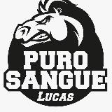 Purosangue_LucasPeracchi