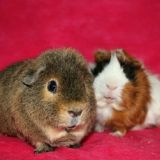 guinea_pigs_love