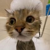 Кошачья забегаловка