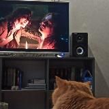 Смотрю кино с котом