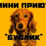 Мини приют "Бублик" 🐶