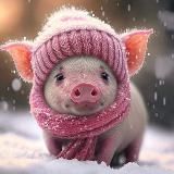 Минипиги🐽 minipiggy свинки, поросята, хру