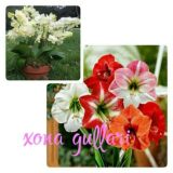 XONA GULLARI.🌸🌺🌷