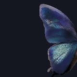 Lavanda 🪻