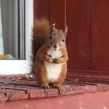 Maatilan oravat - Отдых в Северной Карелии
