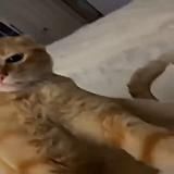 гажо делает
