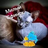 ProСФИНКСof 🩷 🐈