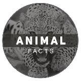 Animal Facts / Животные GIF