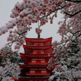 🏮Распределение🏮