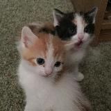 парные авы с котиками
