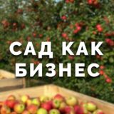 Яблоневый сад как бизнес