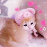 kitty lashroom🦋