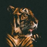 TIGER.MUZ🔥🐯🔥