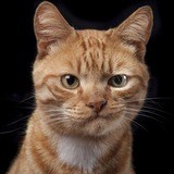 💰Московские Коты💰
