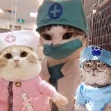 Котики и медицина