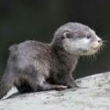 Hourly Otter