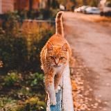 Затерянная Рязань
