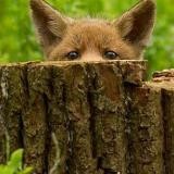 foxblog channel