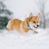 corgi_tairon