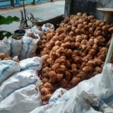 Jual beli kelapa Indonesia