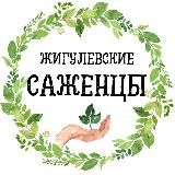 Питомник растений Жигулевские саженцы с. Александровка 🌱