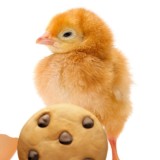 Цеплята🐣