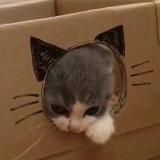 Котэкшн