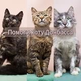 Zооволонтер Юля, мои котики. И немного личного.