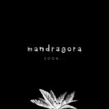 REAL MANDRAGORA